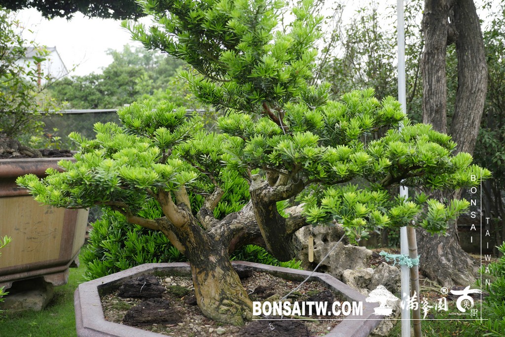 P1780634 [晶鑽羅漢松]等待，是為了下一次的蛻變(80) 盆栽(Bonsai)