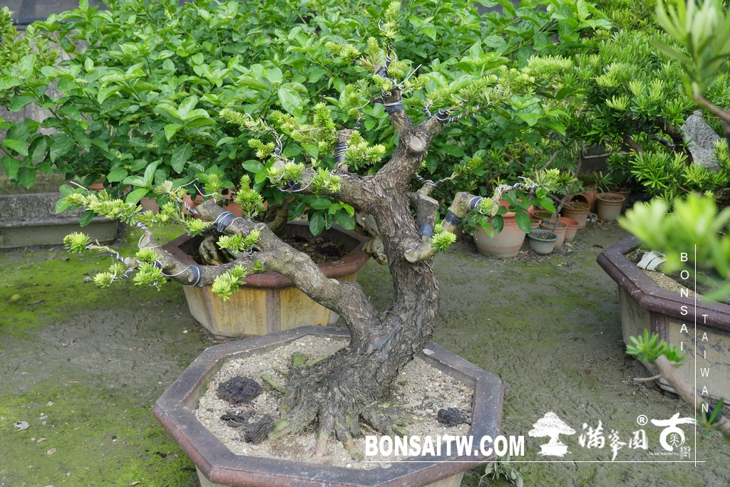 P1790034 [晶鑽羅漢松]等待，是為了下一次的蛻變(81) 盆栽(Bonsai)