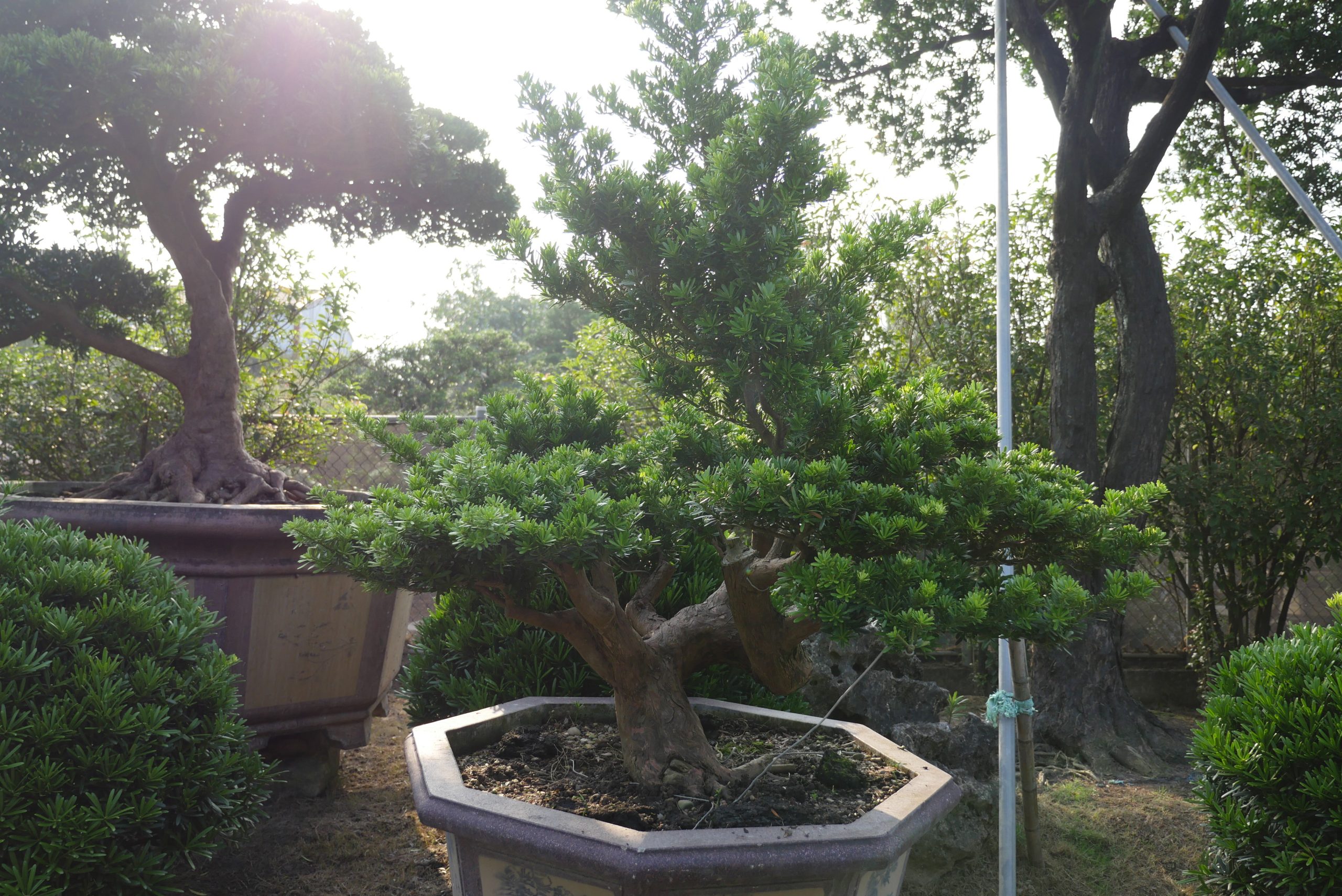 P1790106 [晶鑽羅漢松]等待，是為了下一次的蛻變(80) 盆栽(Bonsai)