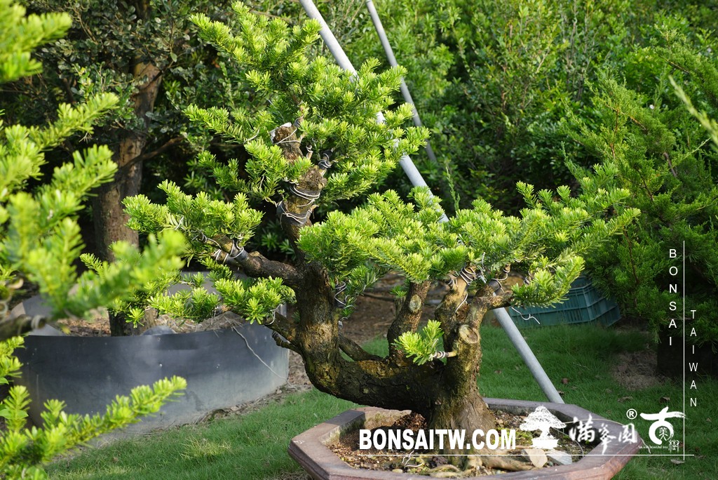 P1790179 [晶鑽羅漢松]等待，是為了下一次的蛻變(82) 盆栽(Bonsai)