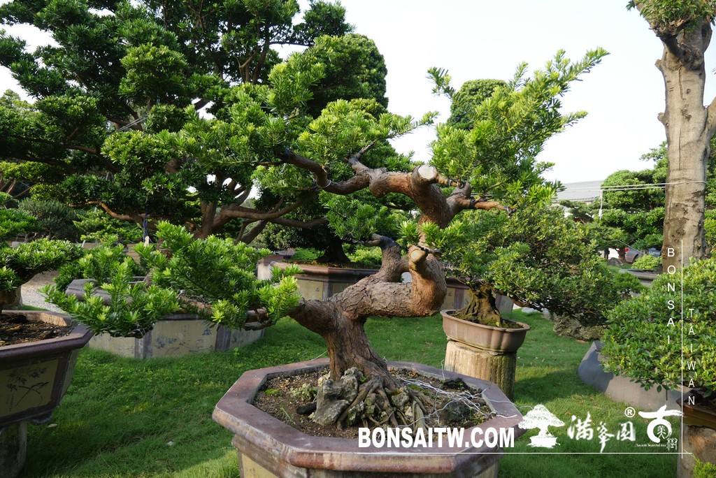 P1790257 [晶鑽羅漢松]等待，是為了下一次的蛻變(83) 蛻變專題(The plan)