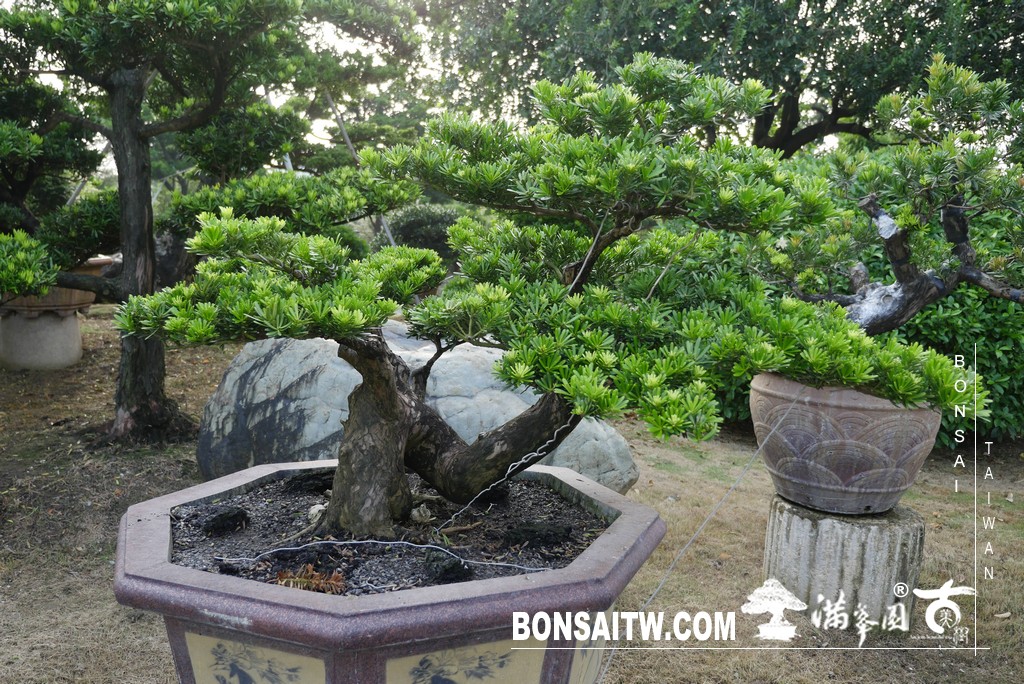 P1790295 [晶鑽羅漢松]等待，是為了下一次的蛻變(85) 盆栽(Bonsai)