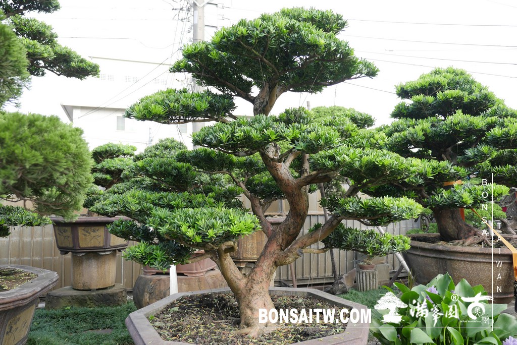 P1820076 [晶鑽羅漢松]等待，是為了下一次的蛻變(86) 盆栽(Bonsai)