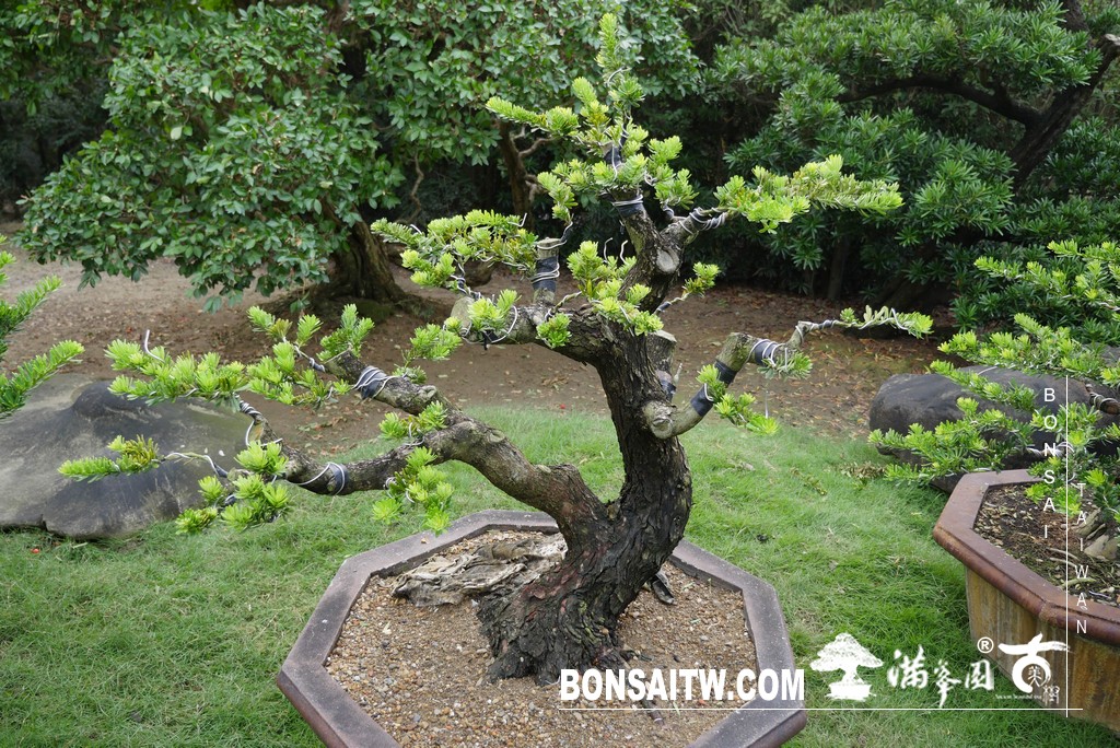 P1820738 [晶鑽羅漢松]等待，是為了下一次的蛻變(81) 盆栽(Bonsai)