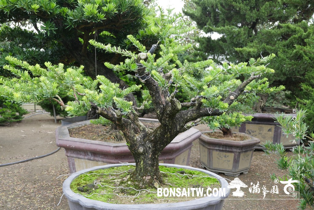 P1820838 [晶鑽羅漢松]等待，是為了下一次的蛻變(84) 盆栽(Bonsai)