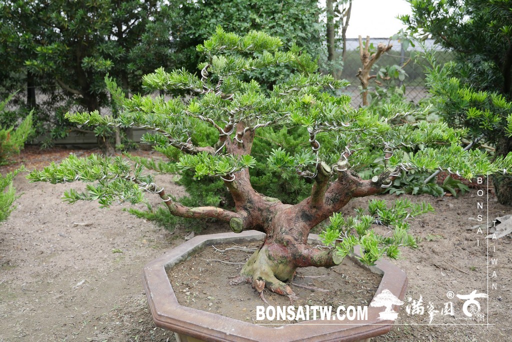 P1820843 [晶鑽羅漢松]等待，是為了下一次的蛻變(78) 盆栽(Bonsai)