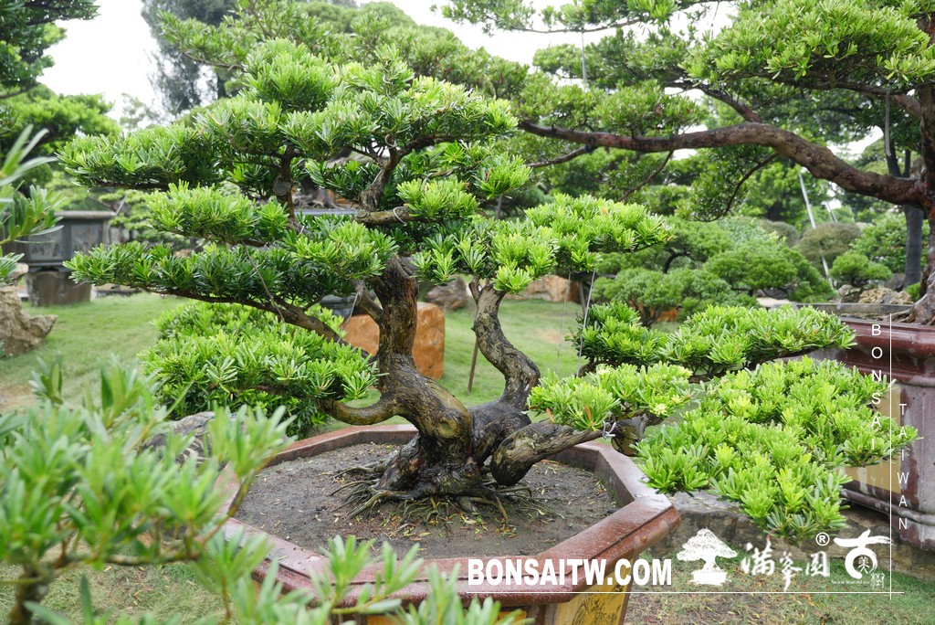 P1820865 [晶鑽羅漢松]等待，是為了下一次的蛻變(79) 盆栽(Bonsai)