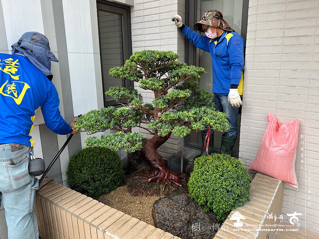 img 7788 [我們的作品]露台景案-案0110 露台造景