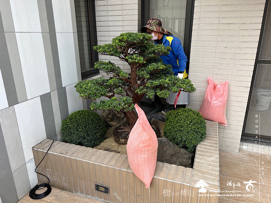 img 7789 [我們的作品]露台景案-案0110 露台造景