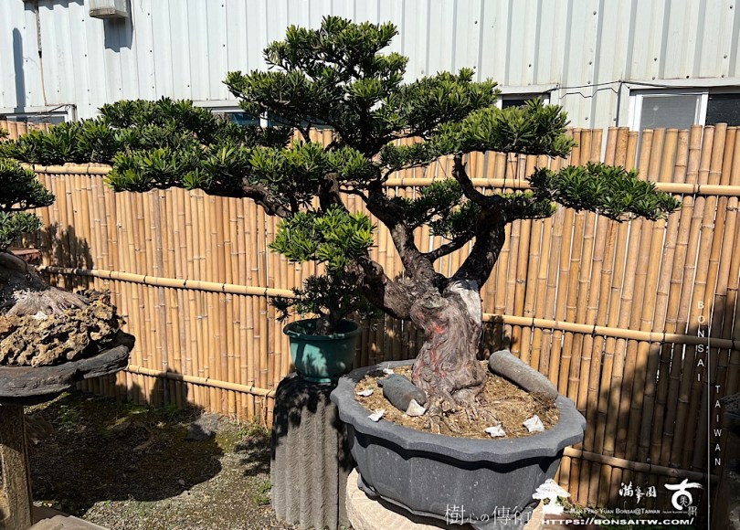 img 8918 [晶鑽羅漢松]等待，是為了下一次的蛻變(87) 盆栽(Bonsai)