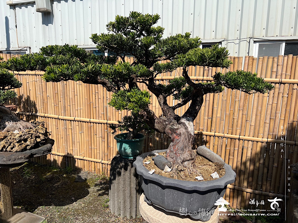 img 8918 [晶鑽羅漢松]等待，是為了下一次的蛻變(87) 盆栽(Bonsai)