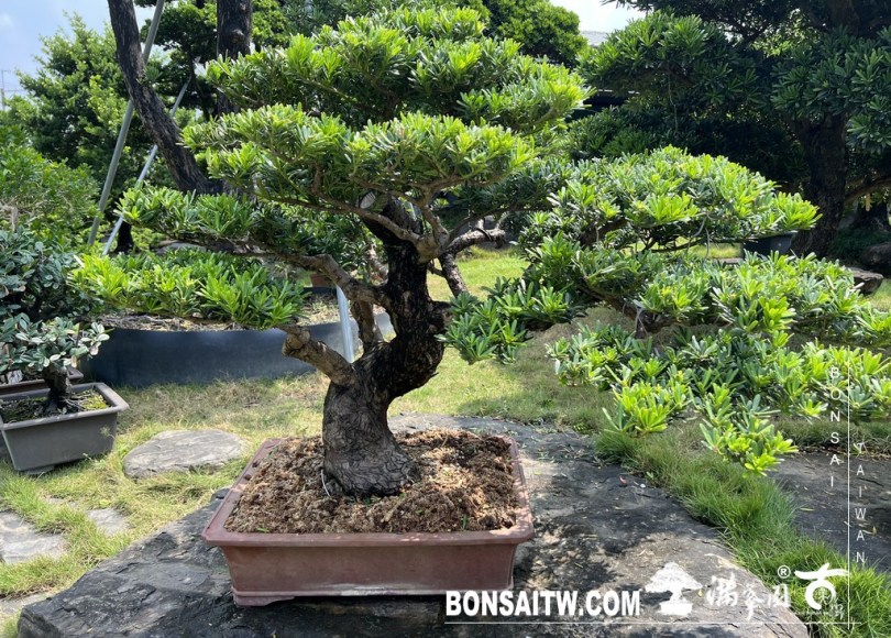 039 [晶鑽羅漢松]等待，是為了下一次的蛻變(88) 盆栽(Bonsai)