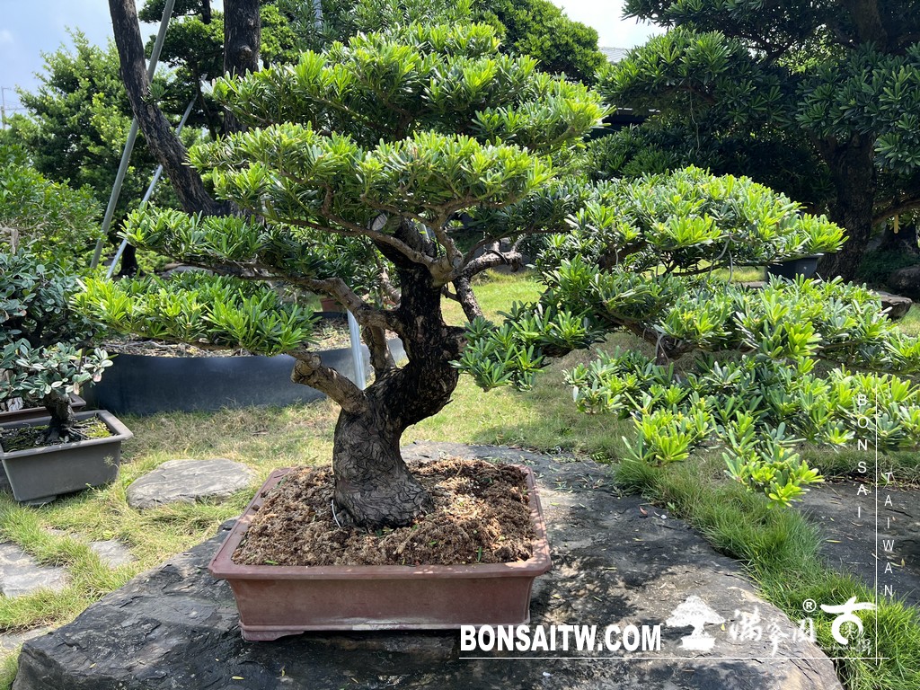 039 [晶鑽羅漢松]等待，是為了下一次的蛻變(88) 盆栽(Bonsai)