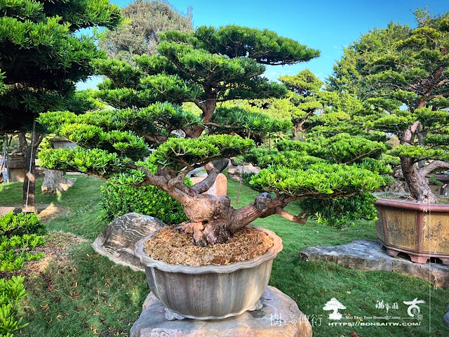 enlight2629 2 [晶鑽羅漢松]等待，是為了下一次的蛻變(66) 盆栽(Bonsai)
