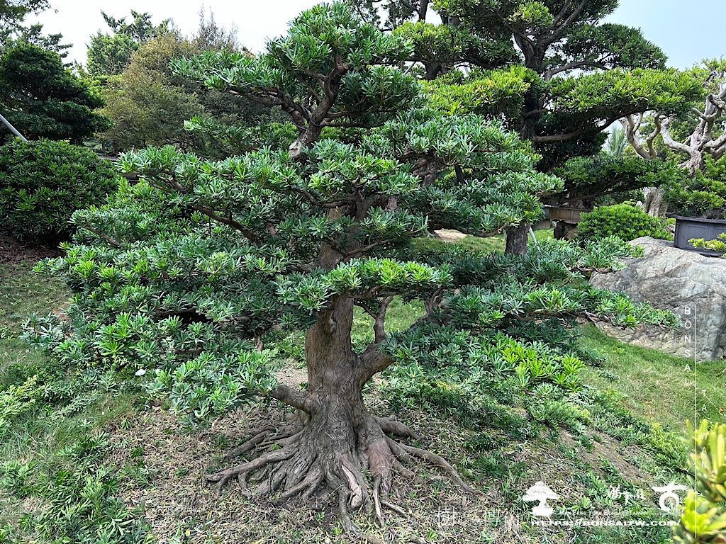 img 1585 [晶鑽羅漢松]等待，是為了下一次的蛻變(15)。超大型盆栽，全記錄。 蛻變專題(The plan)