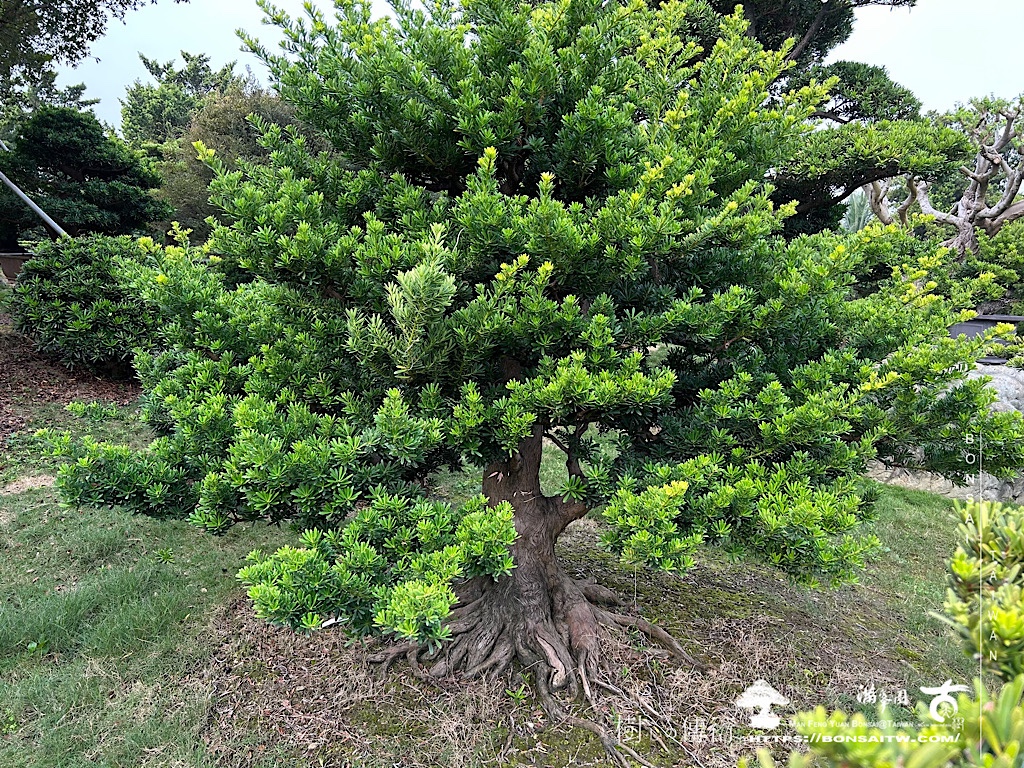 img 1586 [晶鑽羅漢松]等待，是為了下一次的蛻變(15)。超大型盆栽，全記錄。 蛻變專題(The plan)