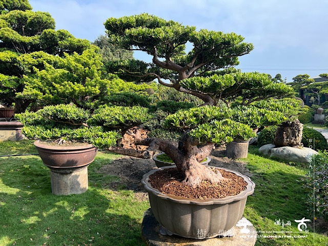 img 2585 1 [晶鑽羅漢松]等待，是為了下一次的蛻變(65) 蛻變專題(The plan)