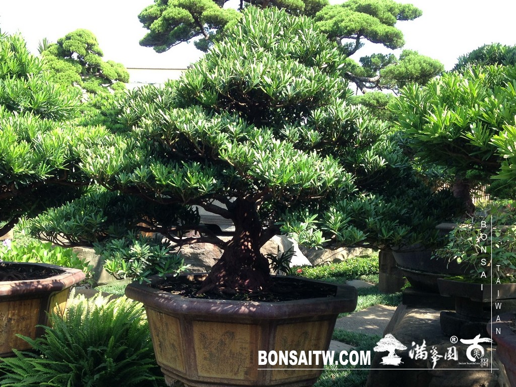 001 1 [晶鑽羅漢松]等待，是為了下一次的蛻變(93) 盆栽(Bonsai)