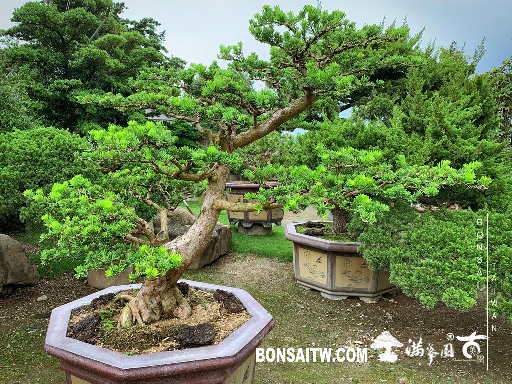 001 14 [晶鑽羅漢松]等待，是為了下一次的蛻變(91) 蛻變專題(The plan)