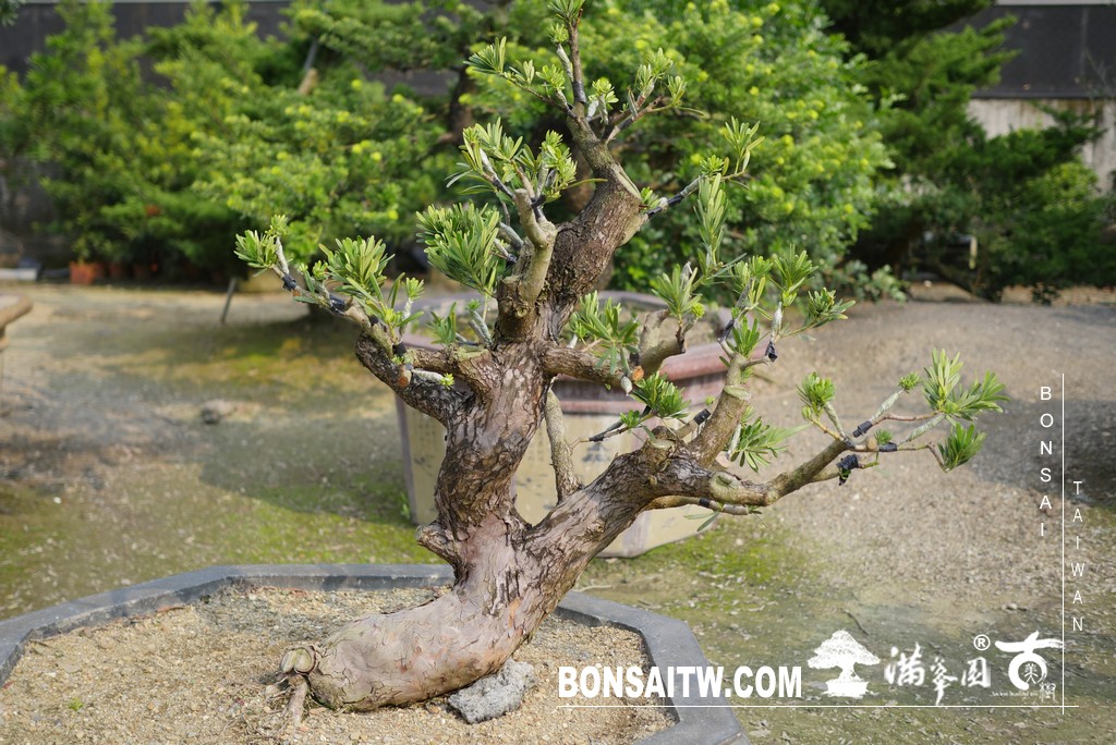 001 2 [晶鑽羅漢松]等待，是為了下一次的蛻變(92) 盆栽(Bonsai)