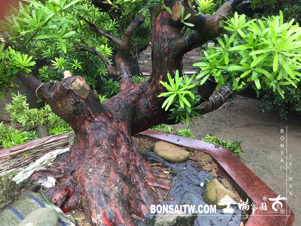 003 2 [晶鑽羅漢松]等待，是為了下一次的蛻變(90) 盆栽(Bonsai)