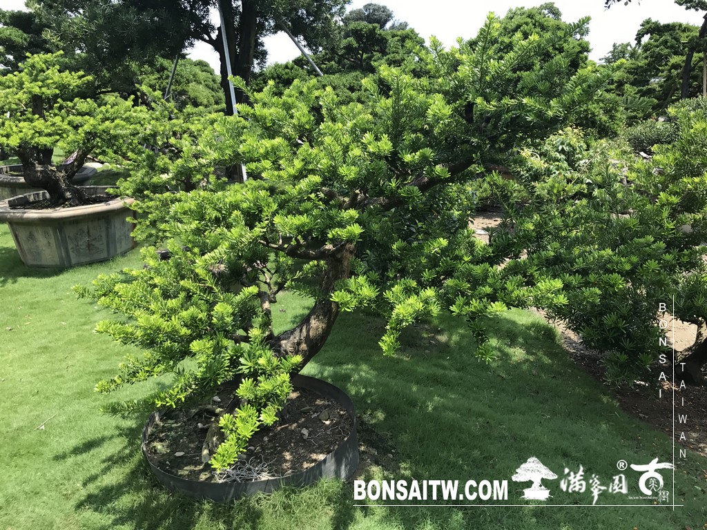 017 [晶鑽羅漢松]等待，是為了下一次的蛻變(91) 蛻變專題(The plan)