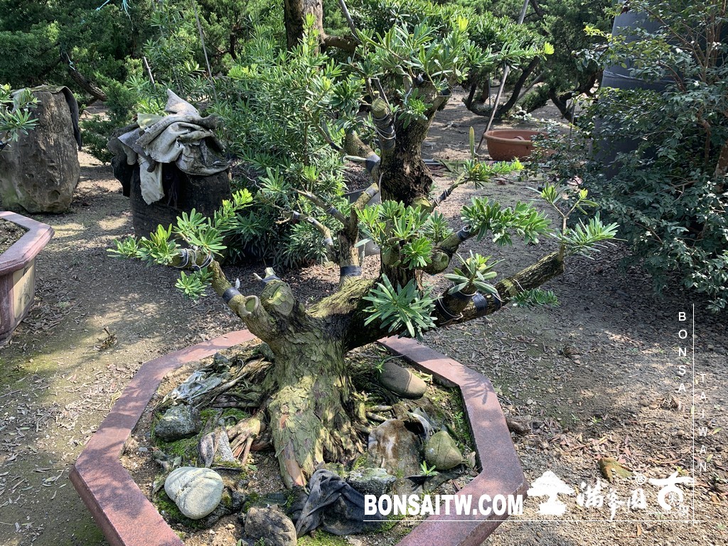 017 2 [晶鑽羅漢松]等待，是為了下一次的蛻變(90) 盆栽(Bonsai)