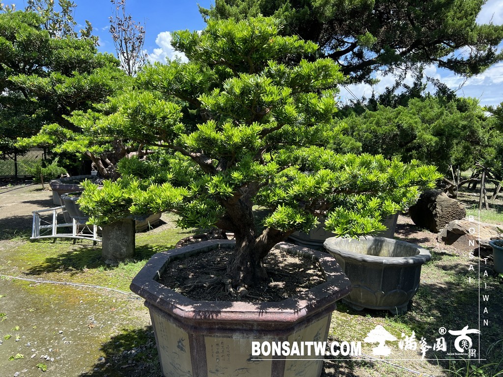 019 2 [晶鑽羅漢松]等待，是為了下一次的蛻變(89) 盆栽(Bonsai)