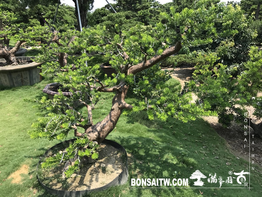 053 [晶鑽羅漢松]等待，是為了下一次的蛻變(91) 蛻變專題(The plan)