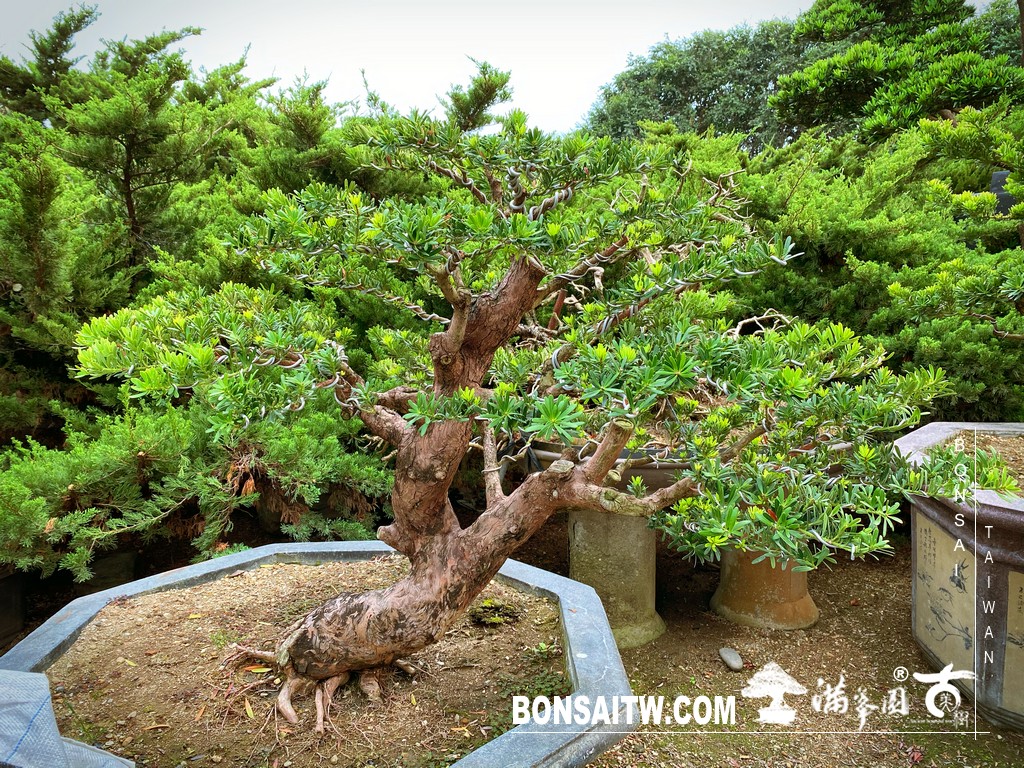 053 2 2 [晶鑽羅漢松]等待，是為了下一次的蛻變(92) 盆栽(Bonsai)