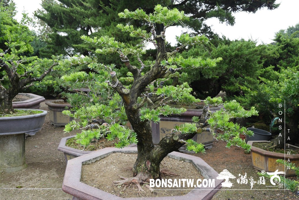 069 [晶鑽羅漢松]等待，是為了下一次的蛻變(89) 盆栽(Bonsai)