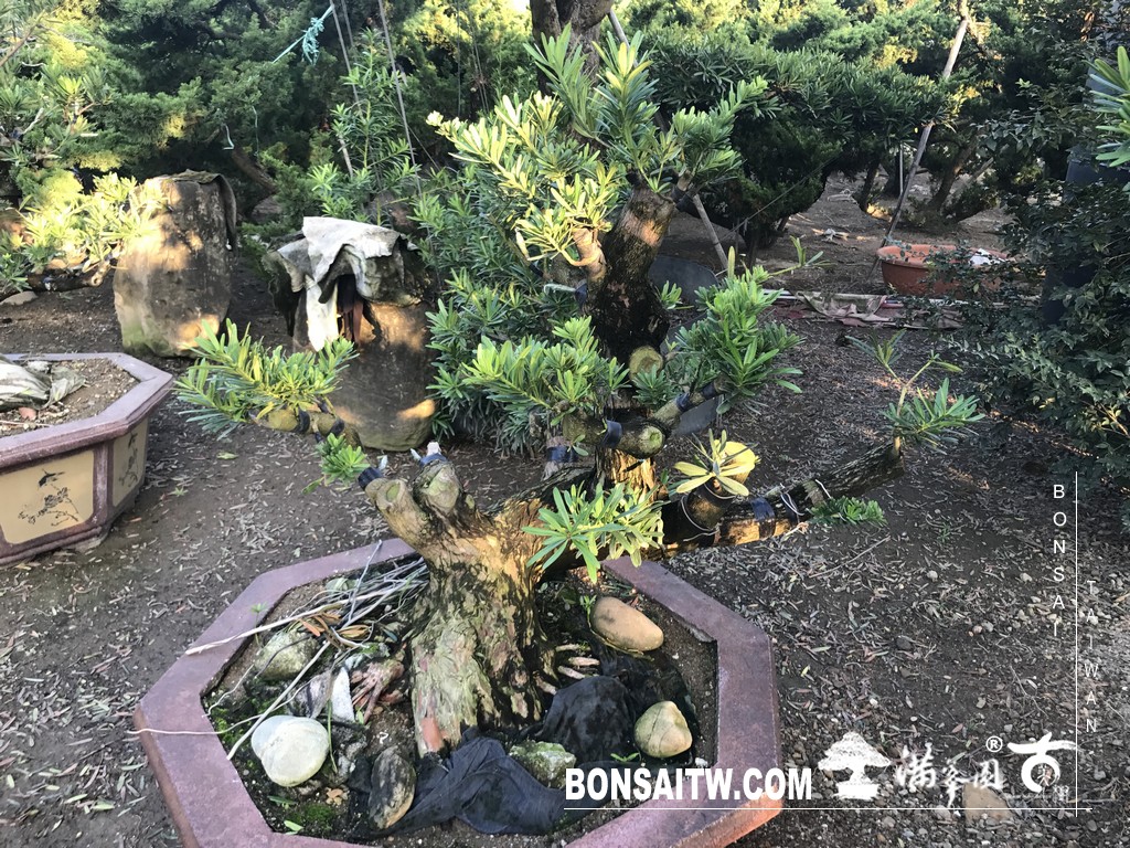 233 [晶鑽羅漢松]等待，是為了下一次的蛻變(90) 盆栽(Bonsai)