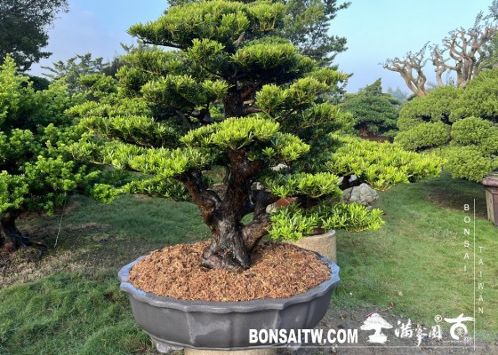 42AD14B3 BC9E 444C BED4 DA9507811DF4 [晶鑽羅漢松]等待，是為了下一次的蛻變(62) 盆栽(Bonsai)