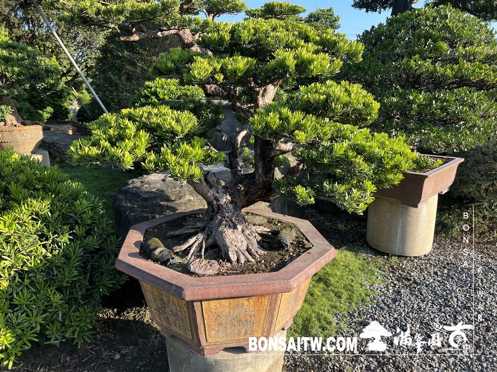 F81275AE D08A 4C24 9FBB 298898975517 [晶鑽羅漢松]等待，是為了下一次的蛻變(90) 盆栽(Bonsai)