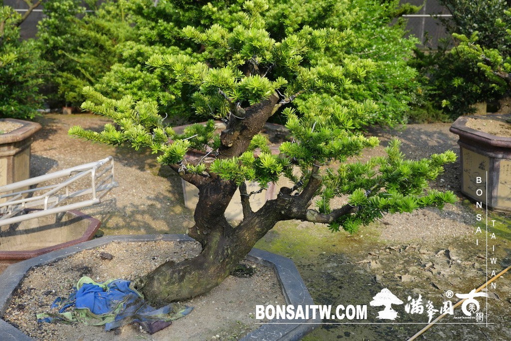 P1790071 [晶鑽羅漢松]等待，是為了下一次的蛻變(92) 盆栽(Bonsai)