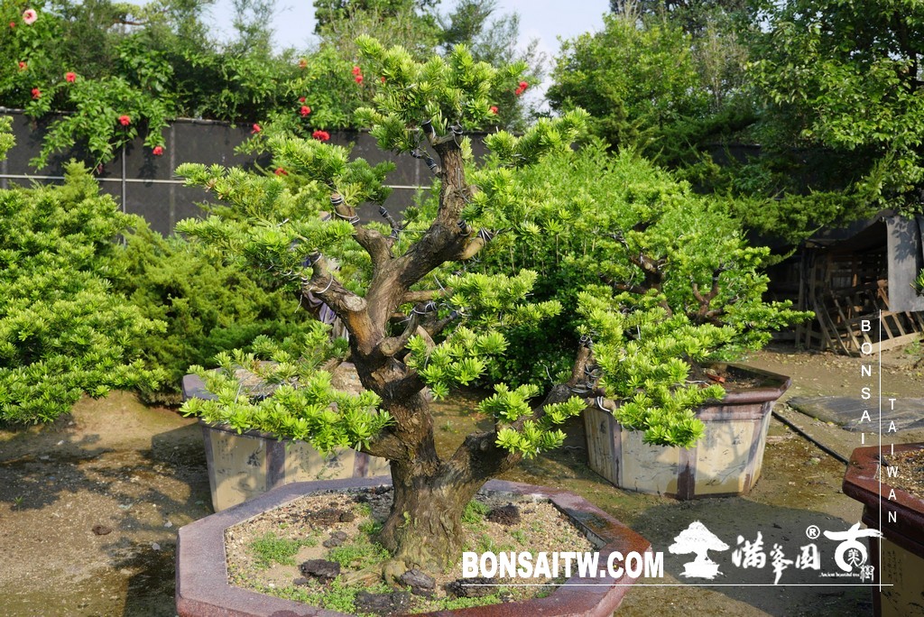 P1790079 [晶鑽羅漢松]等待，是為了下一次的蛻變(89) 盆栽(Bonsai)