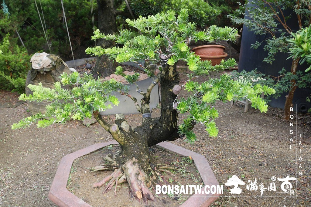P1820705 [晶鑽羅漢松]等待，是為了下一次的蛻變(90) 盆栽(Bonsai)