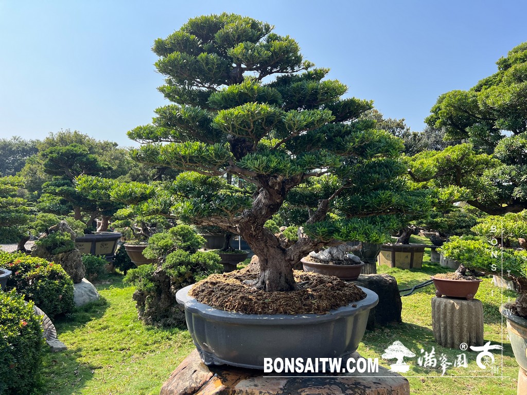 S 49504291 1 [晶鑽羅漢松]等待，是為了下一次的蛻變(55) 盆栽(Bonsai)