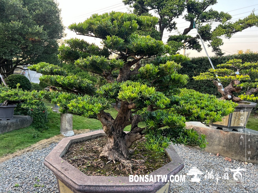 S 49504293 1 [晶鑽羅漢松]等待，是為了下一次的蛻變(62) 盆栽(Bonsai)