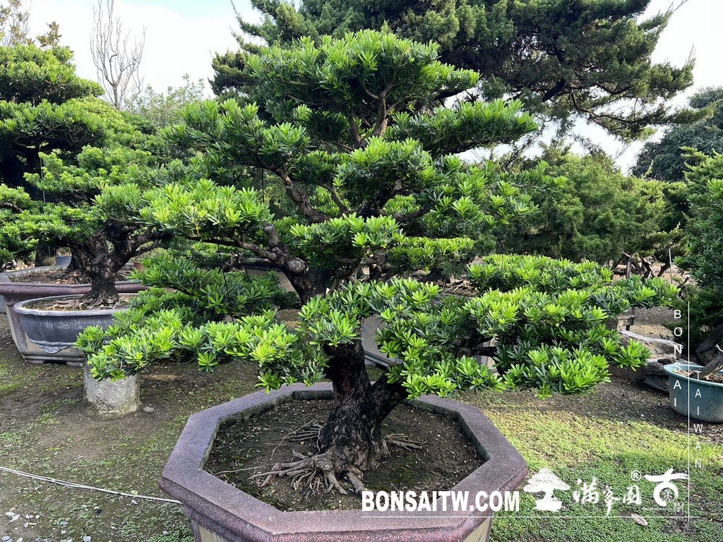 S 49504296 [晶鑽羅漢松]等待，是為了下一次的蛻變(89) 盆栽(Bonsai)