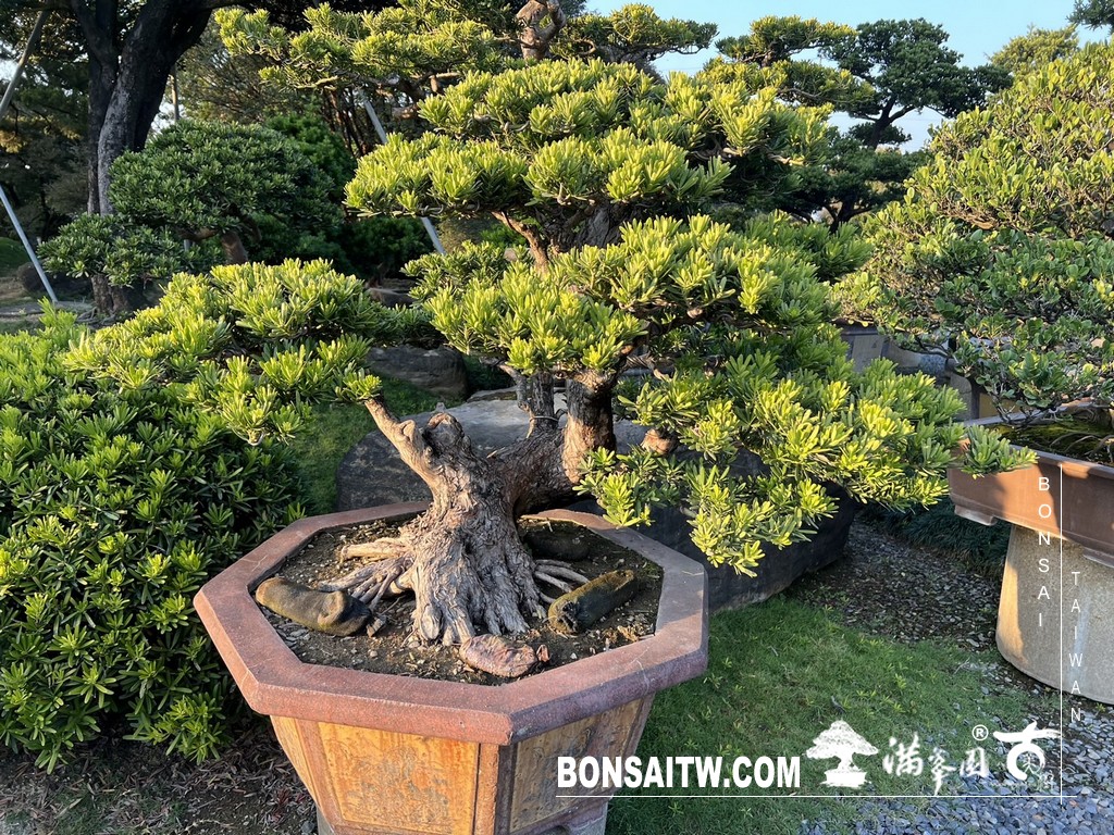S 49504298 [晶鑽羅漢松]等待，是為了下一次的蛻變(90) 盆栽(Bonsai)