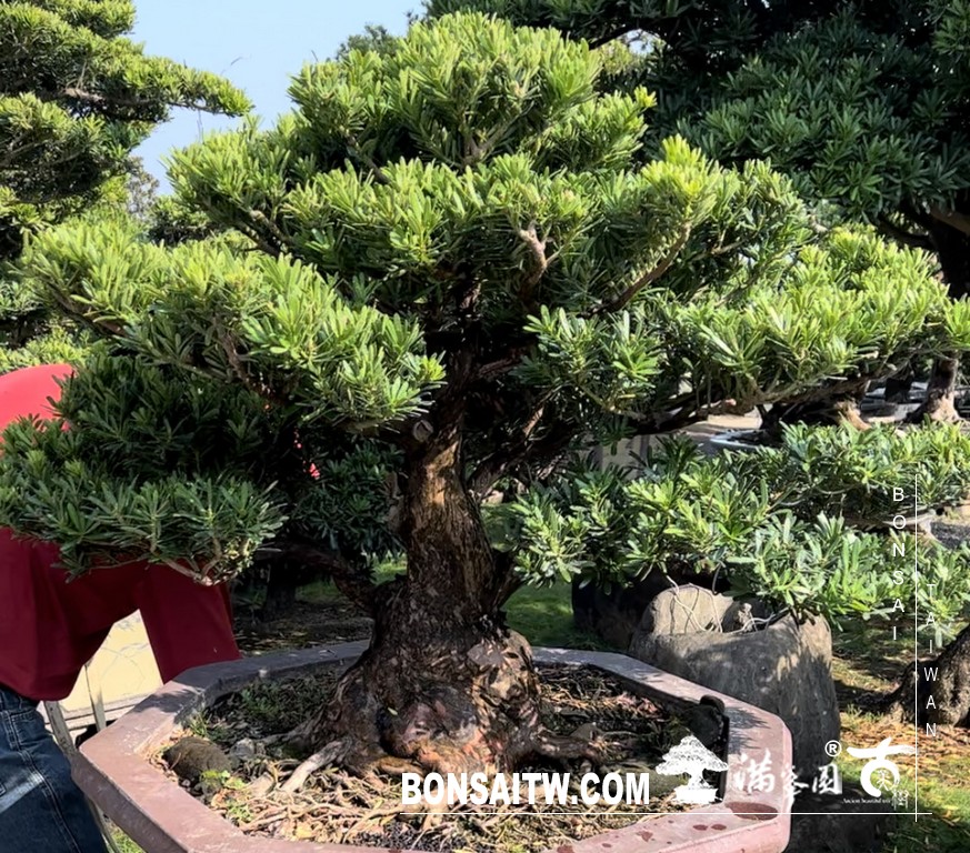 S 49512459 [晶鑽羅漢松]等待，是為了下一次的蛻變(93) 盆栽(Bonsai)