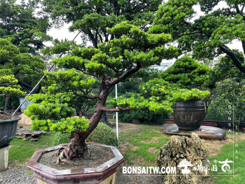 S 49512478 [晶鑽羅漢松]等待，是為了下一次的蛻變(91) 蛻變專題(The plan)