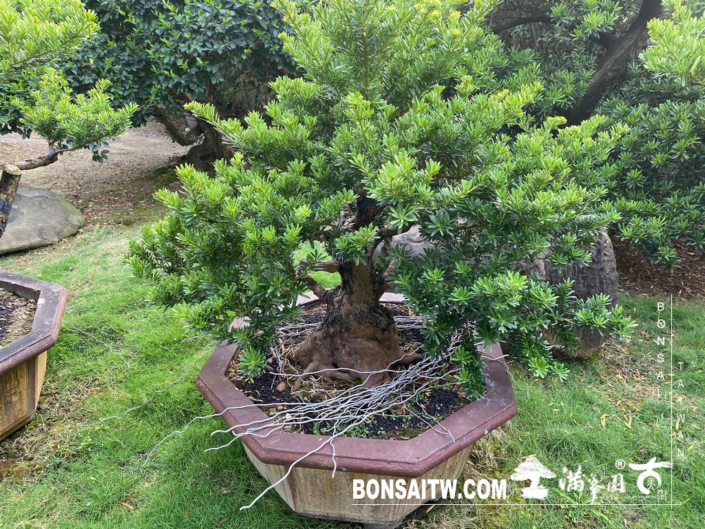 S 49512484 [晶鑽羅漢松]等待，是為了下一次的蛻變(93) 盆栽(Bonsai)