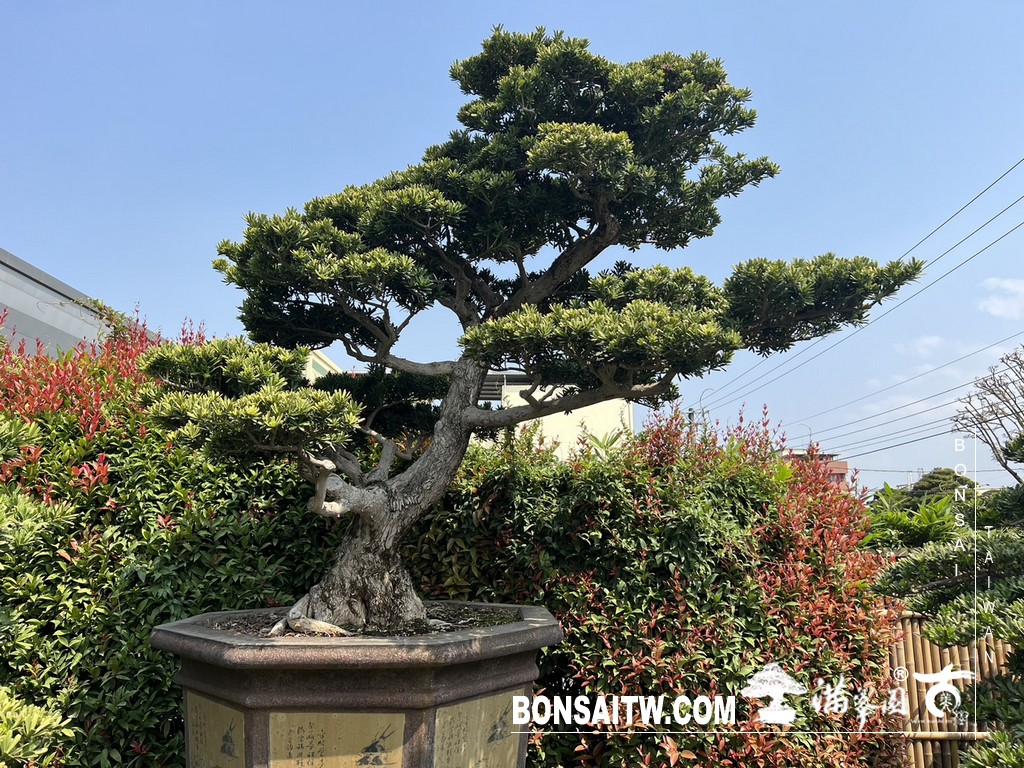 S 49512510 [晶鑽羅漢松]等待，是為了下一次的蛻變(91) 蛻變專題(The plan)