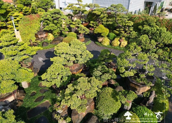 img 3887 滿峯園，日常。 盆景(Penjing)