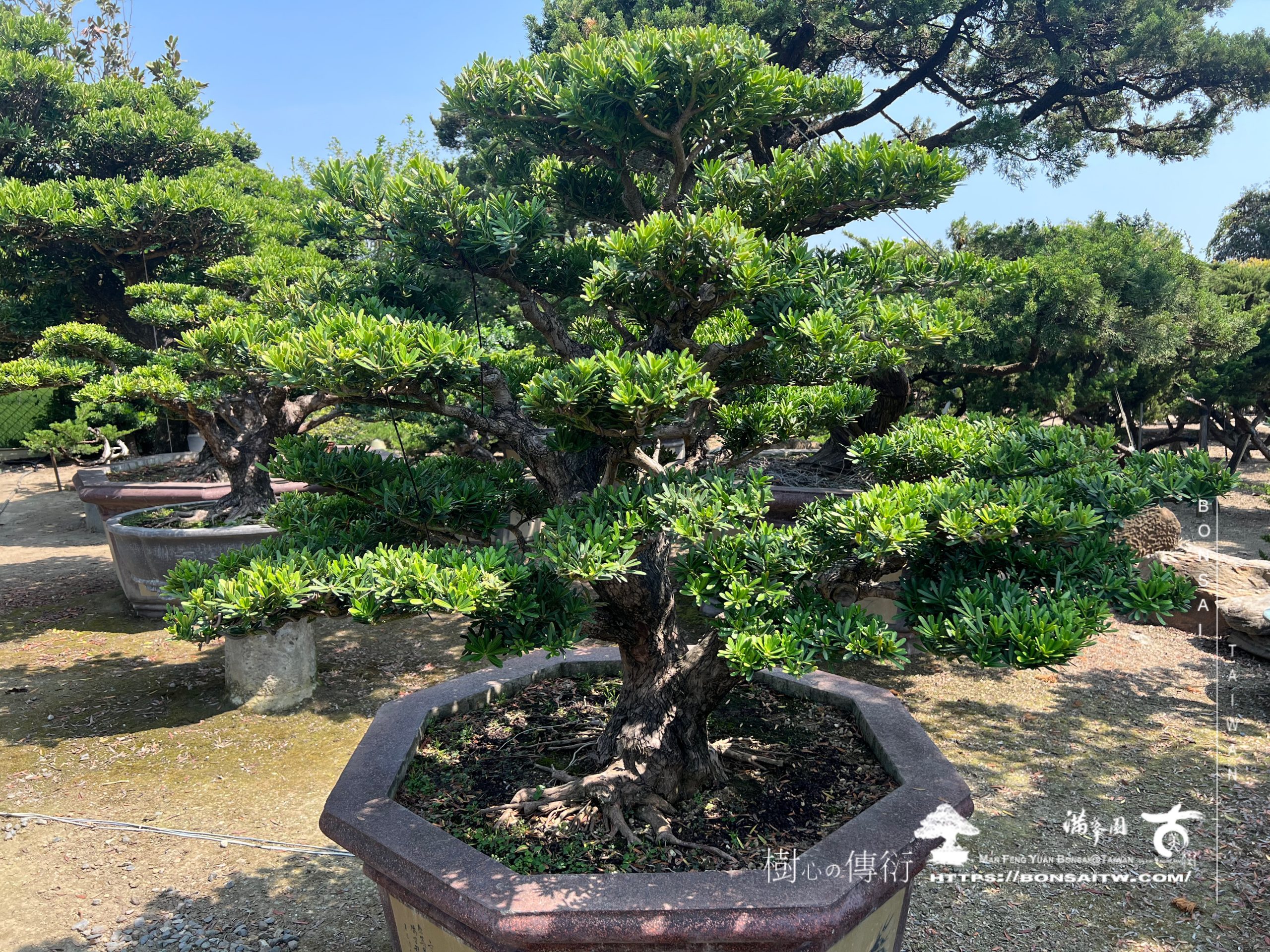 img 4709 1 [晶鑽羅漢松]等待，是為了下一次的蛻變(89) 盆栽(Bonsai)