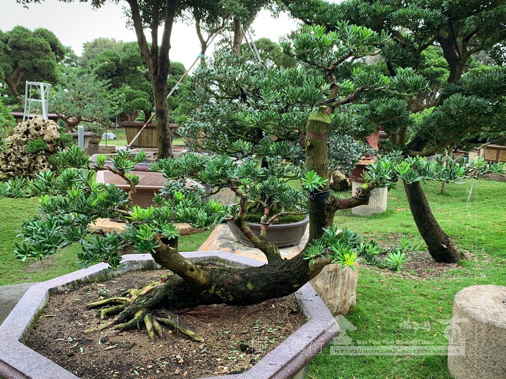 024 [晶鑽羅漢松]等待，是為了下一次的蛻變(94) 蛻變專題(The plan)