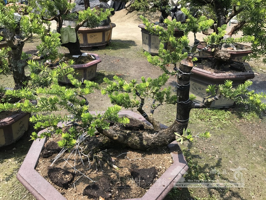 043 3 [晶鑽羅漢松]等待，是為了下一次的蛻變(94) 蛻變專題(The plan)