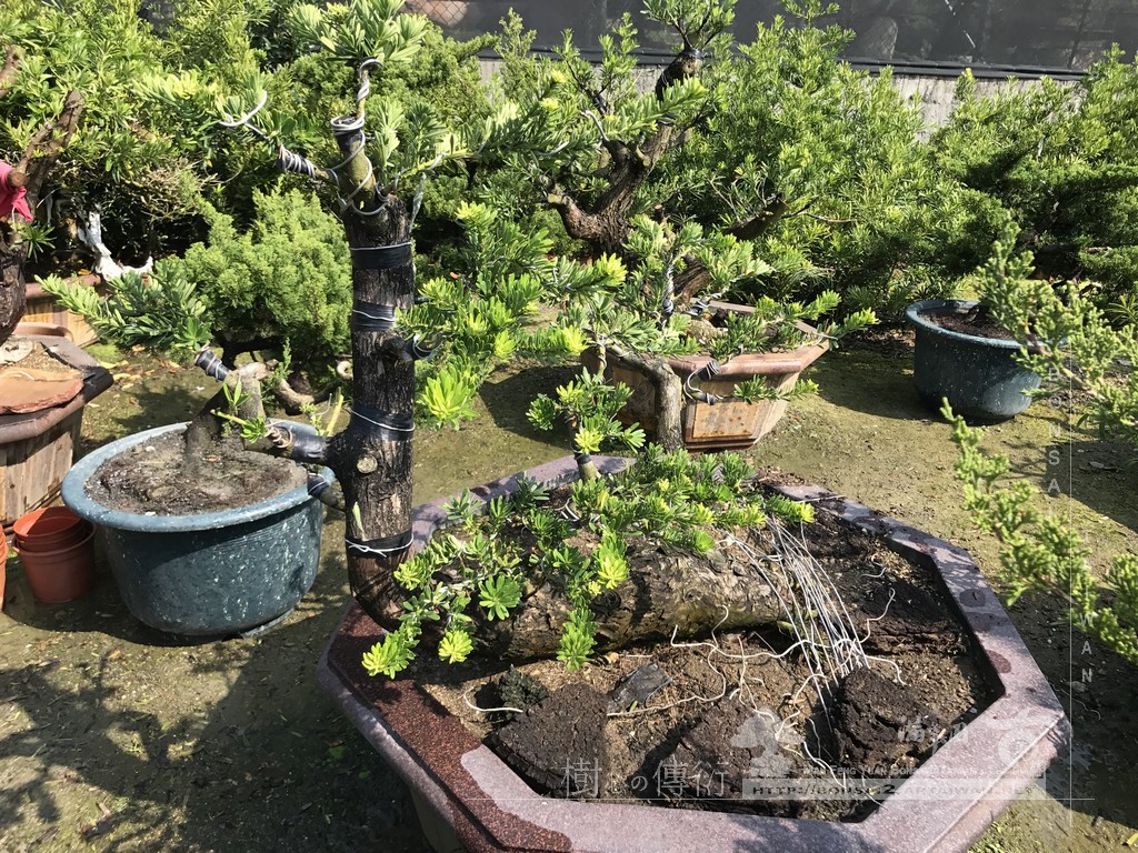 052 2 [晶鑽羅漢松]等待，是為了下一次的蛻變(94) 蛻變專題(The plan)